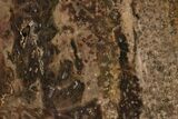 Polished Petrified Tropical Hardwood Slab - Texas #236516-1